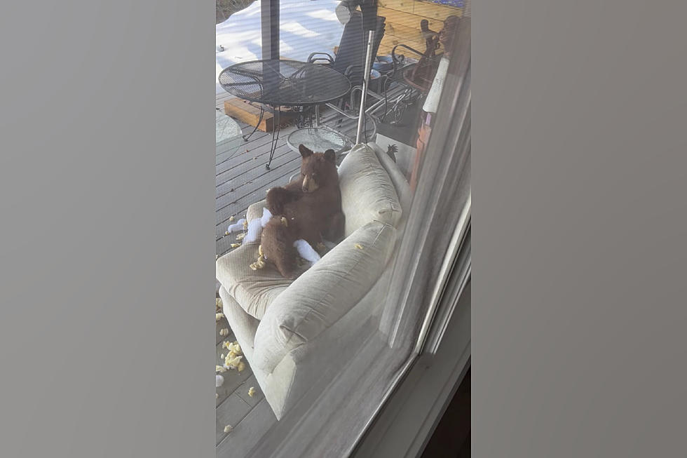 Colorado Bear Isn&#8217;t Sorry at All that He Destroyed Your Couch