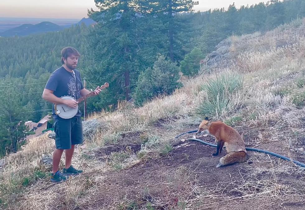2 Years Later, Fox Still Showing Up for Colorado Guy’s Banjo Show