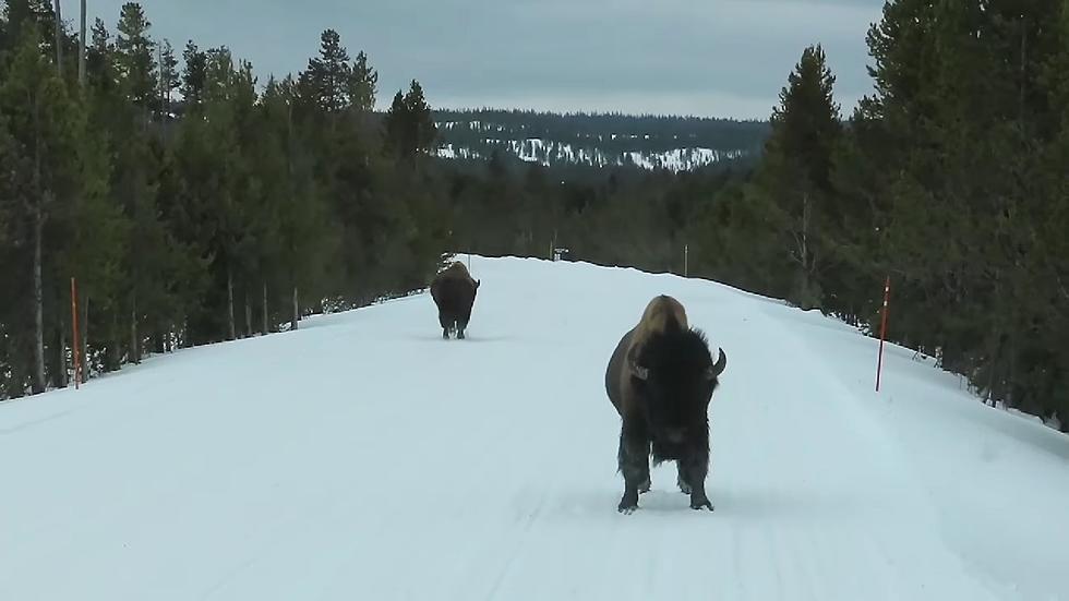 Watch a Bison Pretend to Challenge a Yellowstone Winter Tour Bus