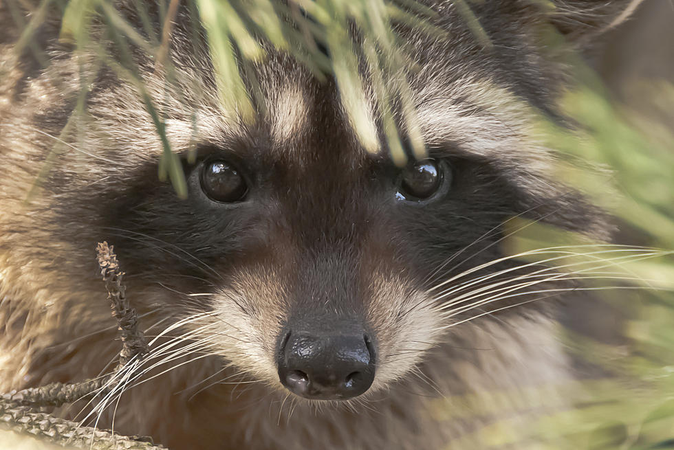 Wyoming Trail Camera Picks Up Fat Raccoons!