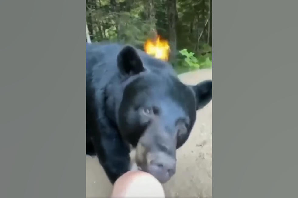Watch a Bear Casually Stroll into Camp and Bite a Guy on the Knee