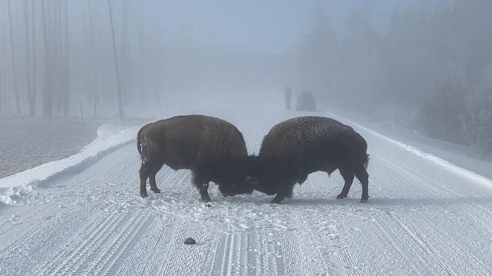 Road Rage &#8211; 2 Bison Throwdown on Snowy Yellowstone Road