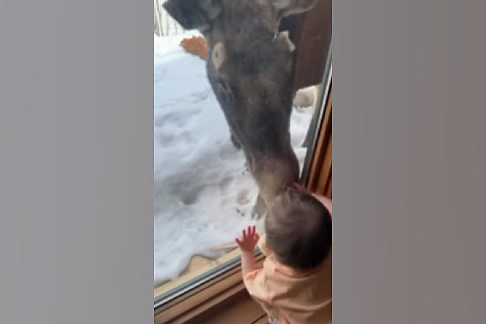 Watch a Young Colorado Girl Have an Innocent Moment with a Moose