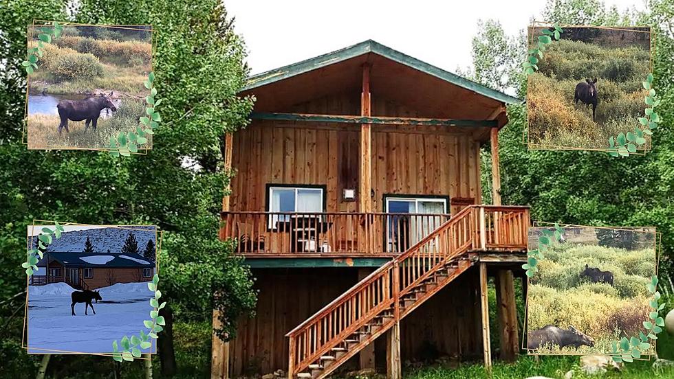 You Can Stay in this Wyoming Airbnb if You Really Love Moose