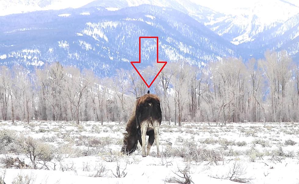 Wyoming Photographer Shares Moment a Magpie Maybe Saved a Moose