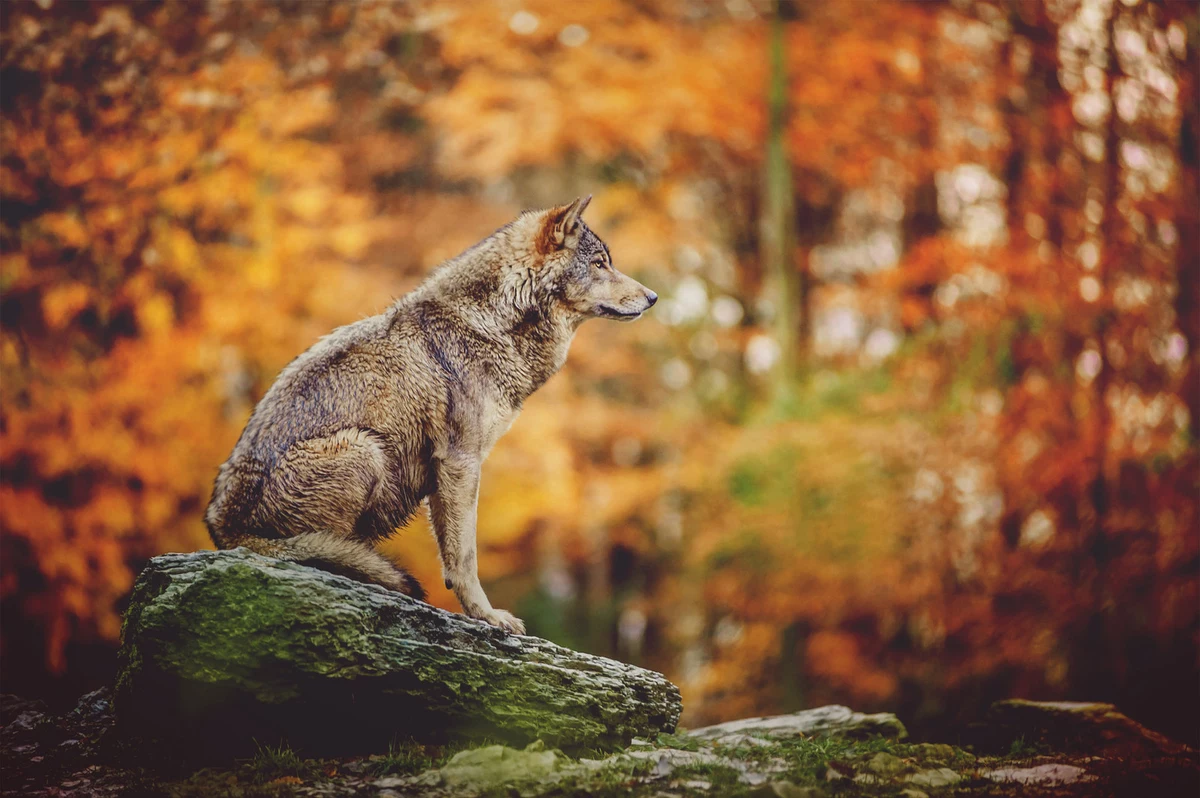 волк сидит фото