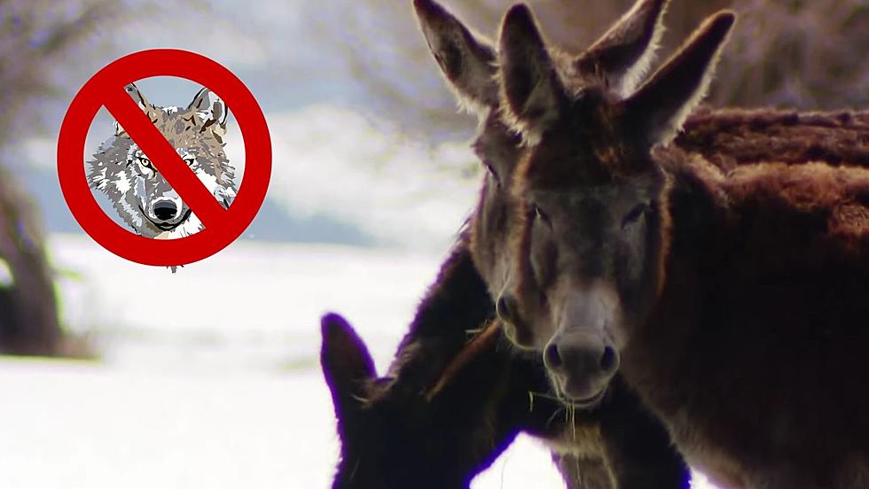 Colorado Using Guard Donkeys to Protect Herds from Wolves