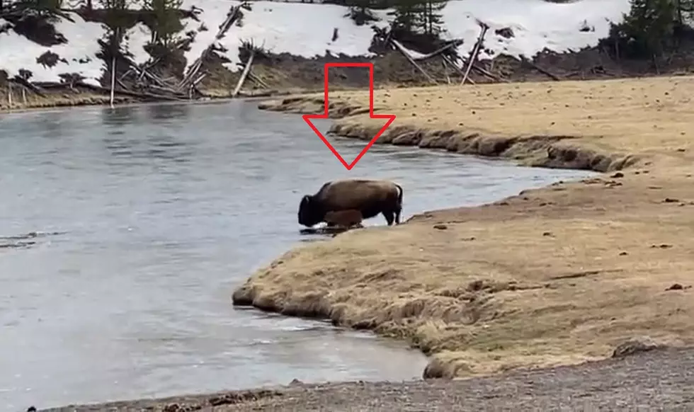 Yellowstone Bison Gives Birth then Walks Across River with Calf