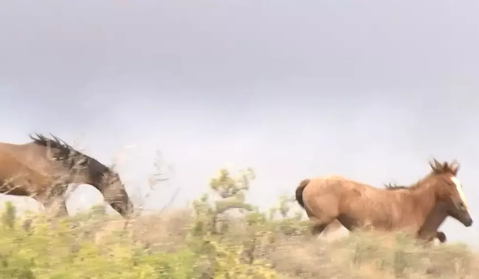 Colorado Trying to Figure Out Why 67 Wild Horses Have Died