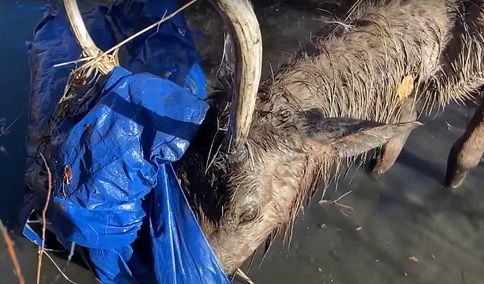 Watch a Colorado Bull Elk Get Rescued from a Blue Tarp