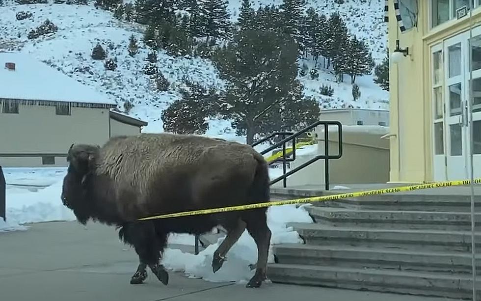 Watch a Rebellious Yellowstone Bison Walk Right thru Crime Tape