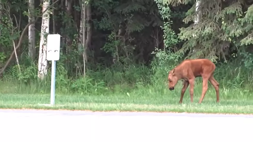 Watch a Baby Moose Relentlessly Practice Charging a Road Sign