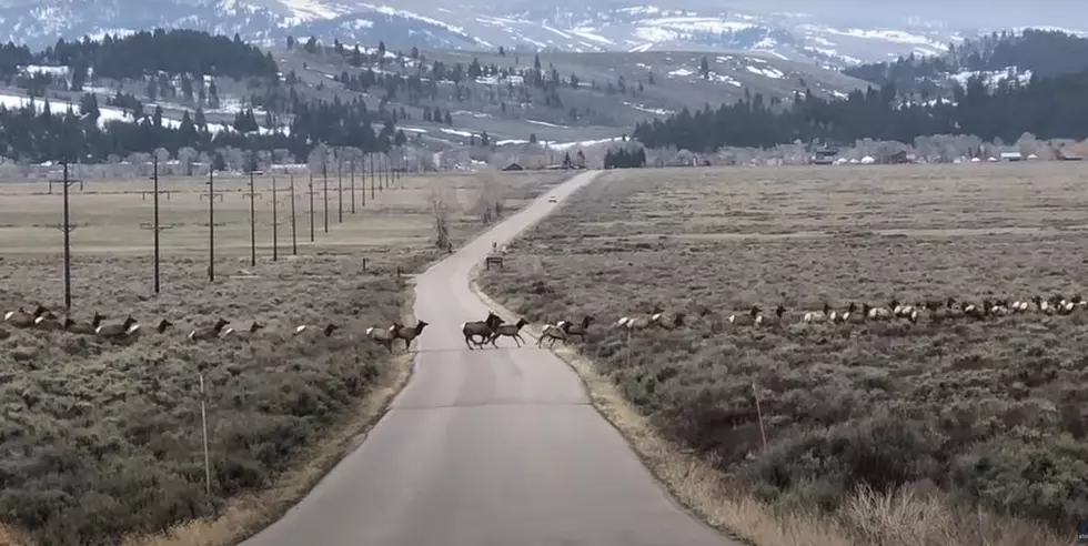 A ‘Beautiful Train’ of Elk Cross Grand Teton National Park Road