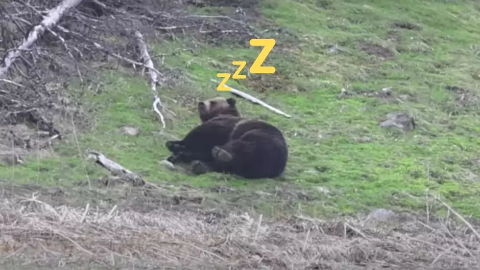 Yellowstone Visitor Shares Video of a Sleepy Napping Grizzly Bear