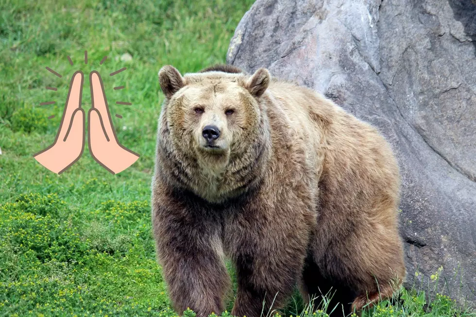 Need A Distraction? Enjoy This Video Of A Bear Giving A High Five