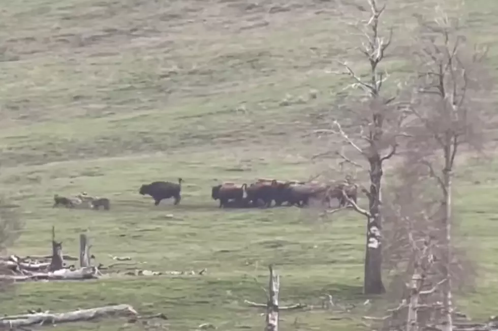 Watch a Bull Chase Off Wolves & Bears From a Bison ‘Funeral’