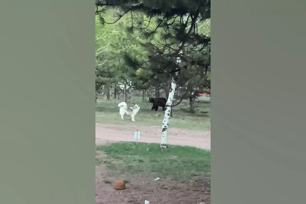 Watch a Colorado Husky Try to &#8216;Play&#8217; with a Huge Bear