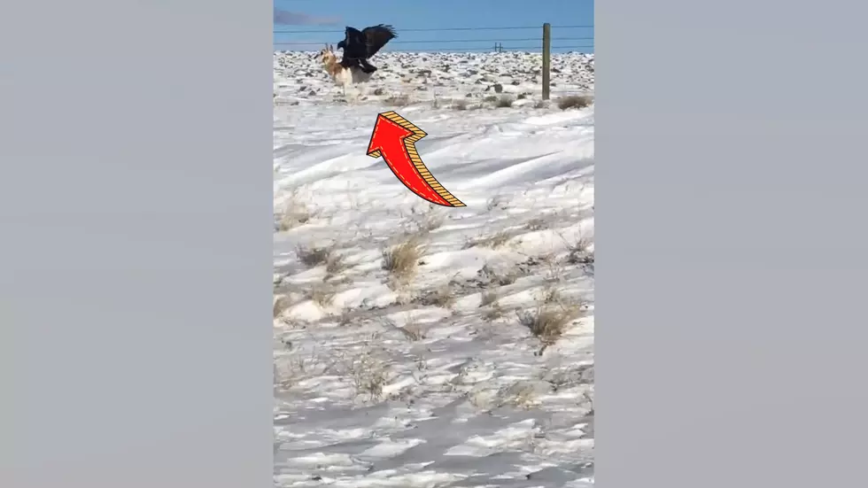 Wyoming Driver Shares Crazy Video of Eagle Attacking a Pronghorn