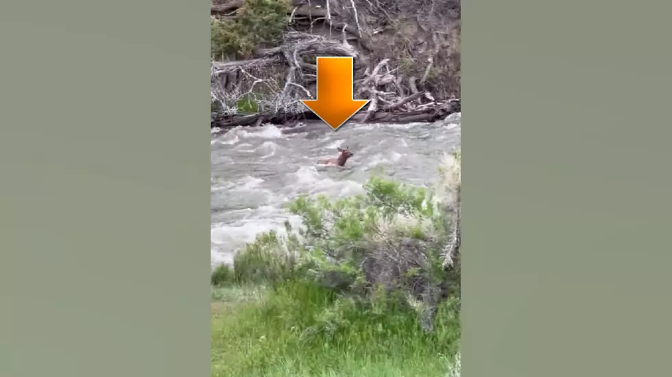 Nature Wins – Watch an Elk Calf Cross a Raging Yellowstone River