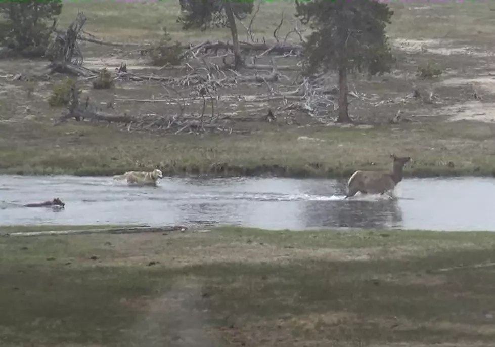 Yellowstone Visitor Shares Dramatic Video of Wolves Chasing Elk