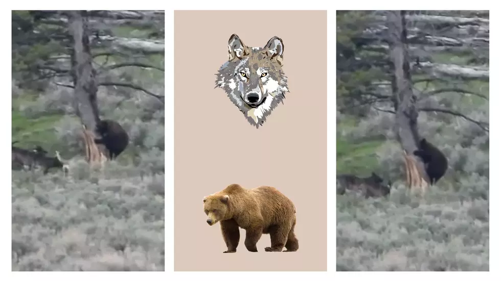 Watch Wolves in Yellowstone Tree a Hungry Grizzly &#8211; Twice