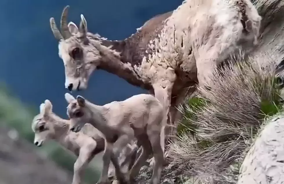 Yellowstone Tour Group Shares Video of Bighorn Sheep Lambs