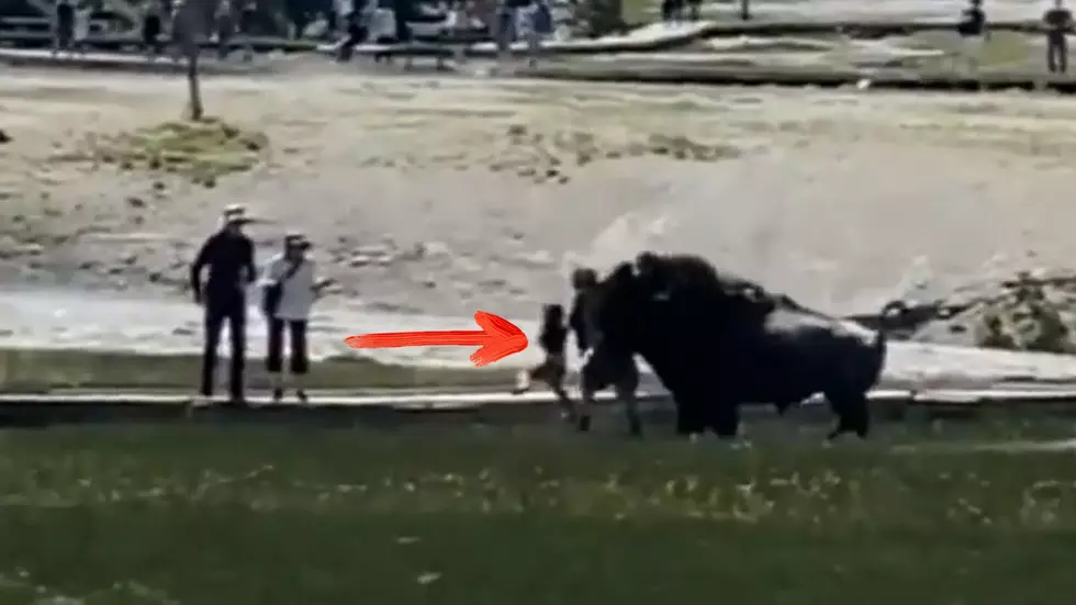 Watch Video Shows Man Gored by Bison May Have Saved Child's Life
