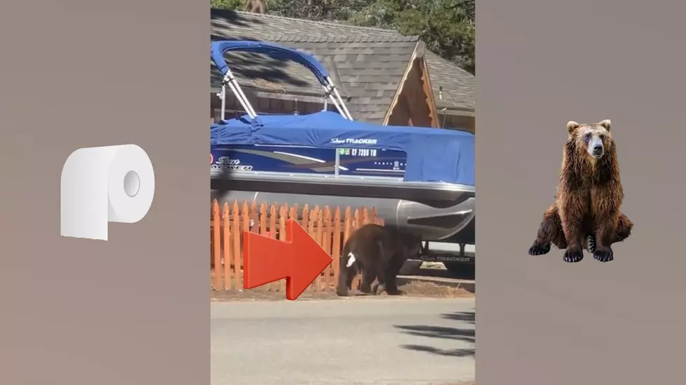 Video Shows Embarrassed Bear with TP Stuck to His Rear End