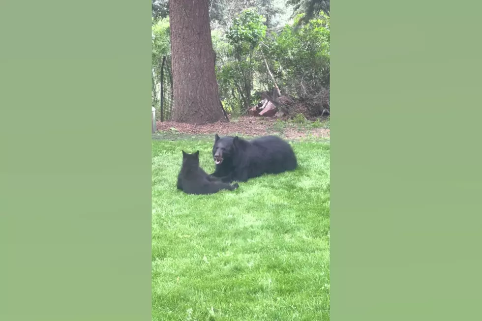 Watch a Colorado Family’s Party Get Crashed by a Mama Bear & Cub