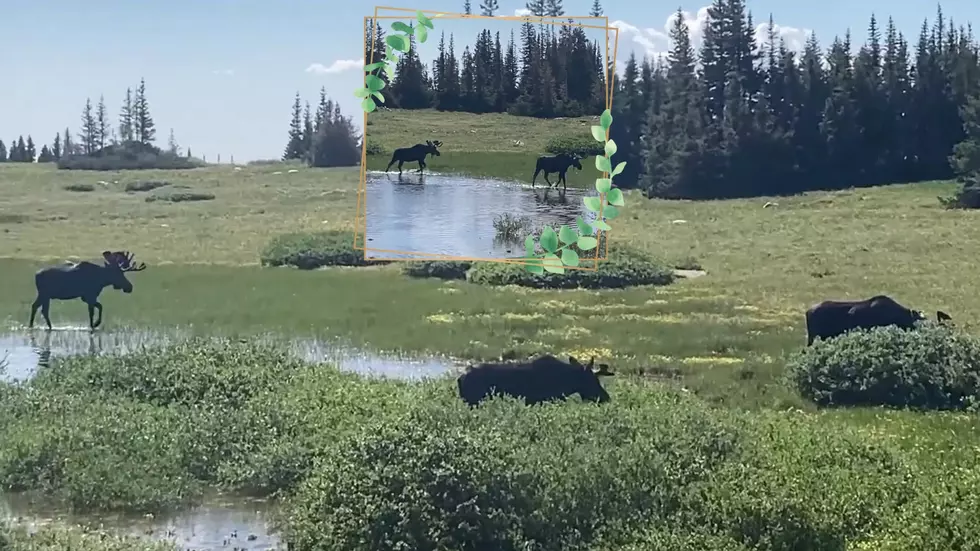 Watch 5 Bull Moose Take Over Wyoming’s Sugarloaf Campground