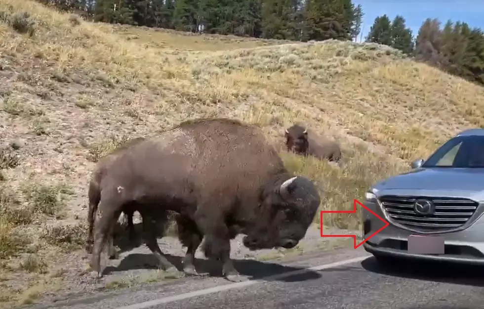 OUCH! Yellowstone Bison Shreds Tourists Car