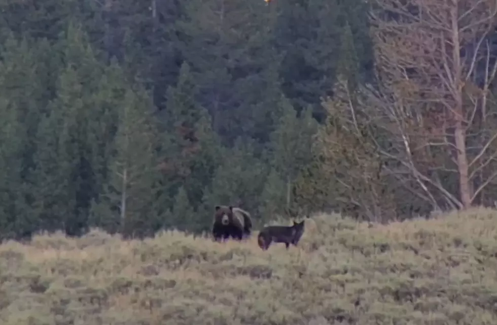 Watch a Grizzly & 2 Wolves Face Off in Yellowstone National Park