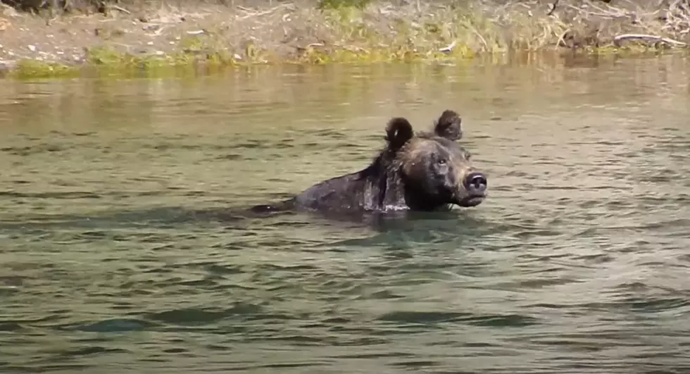 Watch a Yellowstone Grizzly Play Hard in a River to Beat the Heat