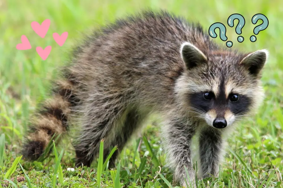 Questions You Never Ask Yourself. Can You Own A Raccoon In Wyoming?