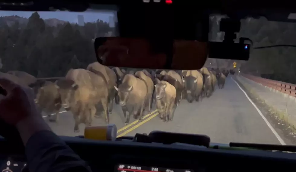 Watch Yellowstone Bison Cause Visitor’s Car to Bounce on Bridge