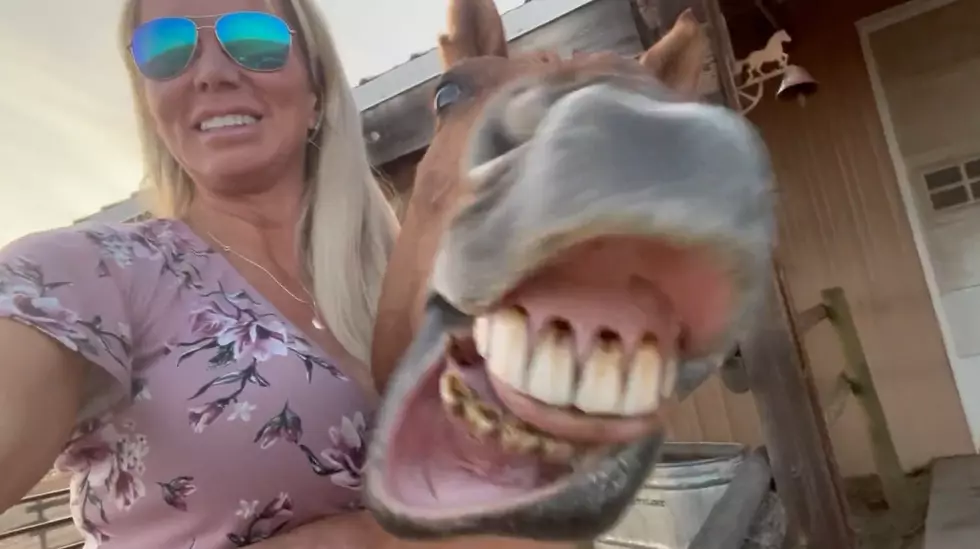 Watch a Comical Colorado Horse Completely Photobomb His Owner