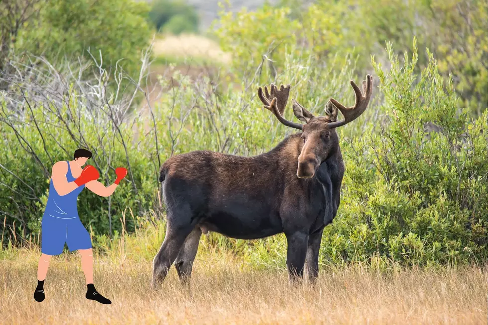 Giant Elk Looks On In Amazement As Two Wyoming Moose Spar