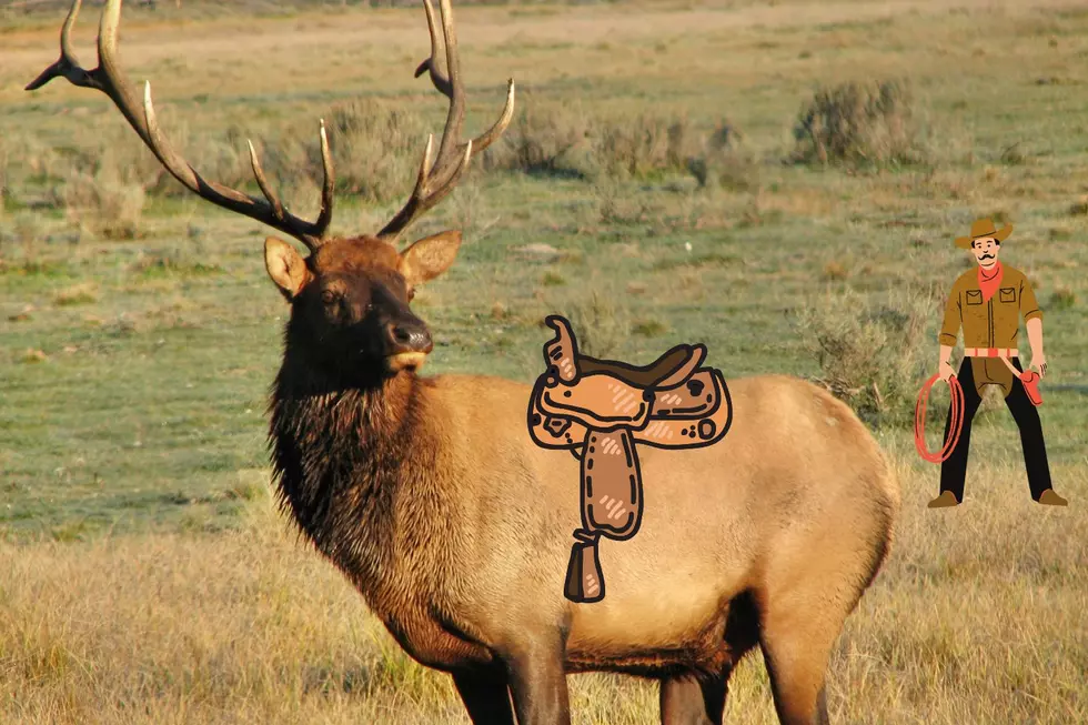 What?! People In Wyoming Used To Ride Elk