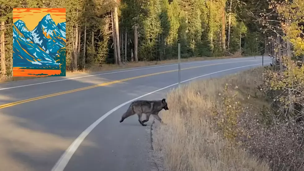 Driver Shares Video of Wolf Pack in Grand Teton National Park