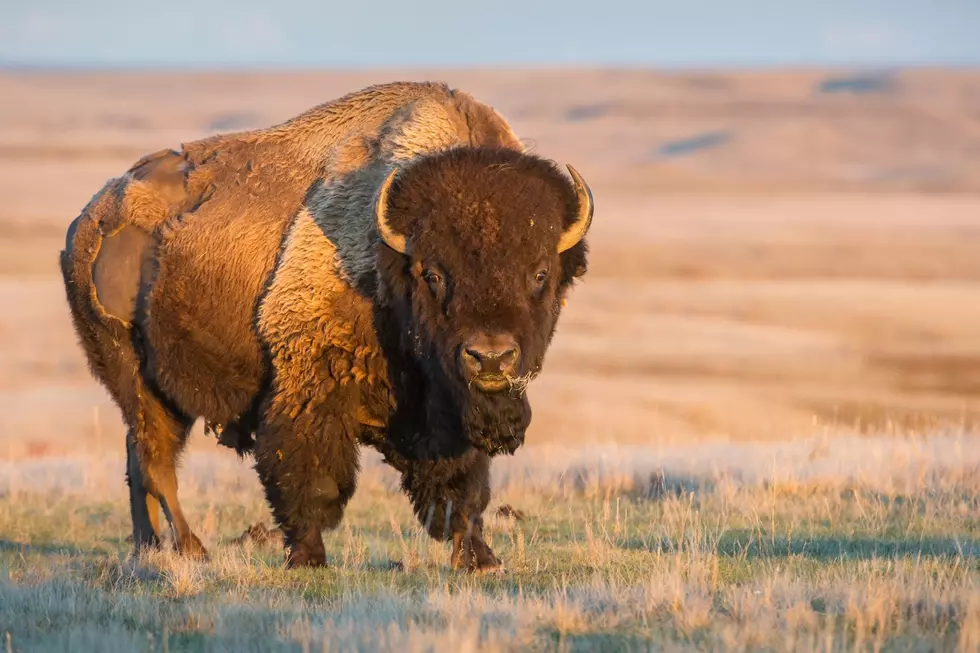 Raising Wyoming Bison To Fight Climate Change?