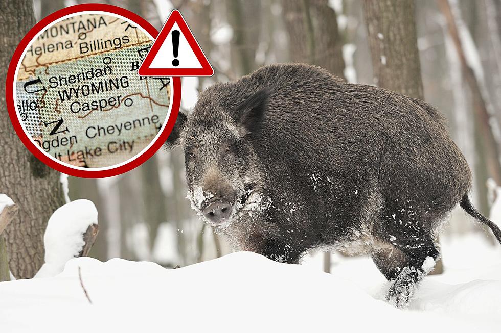 Canadian Super Pigs Are Invading the U.S. – Should Wyoming Worry?