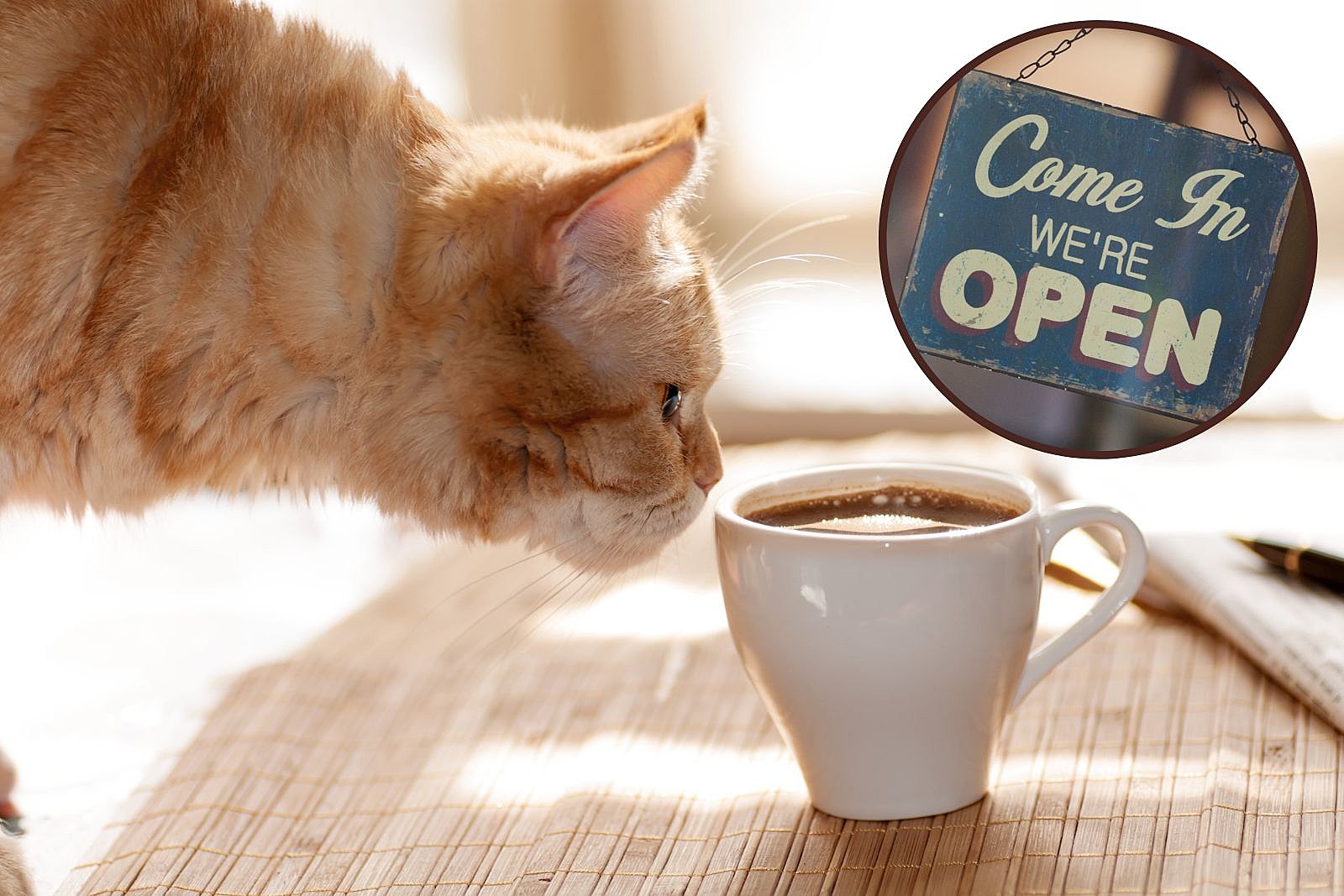 The Purrrfect Cup: Wyoming's First Cat Café Opens in Casper