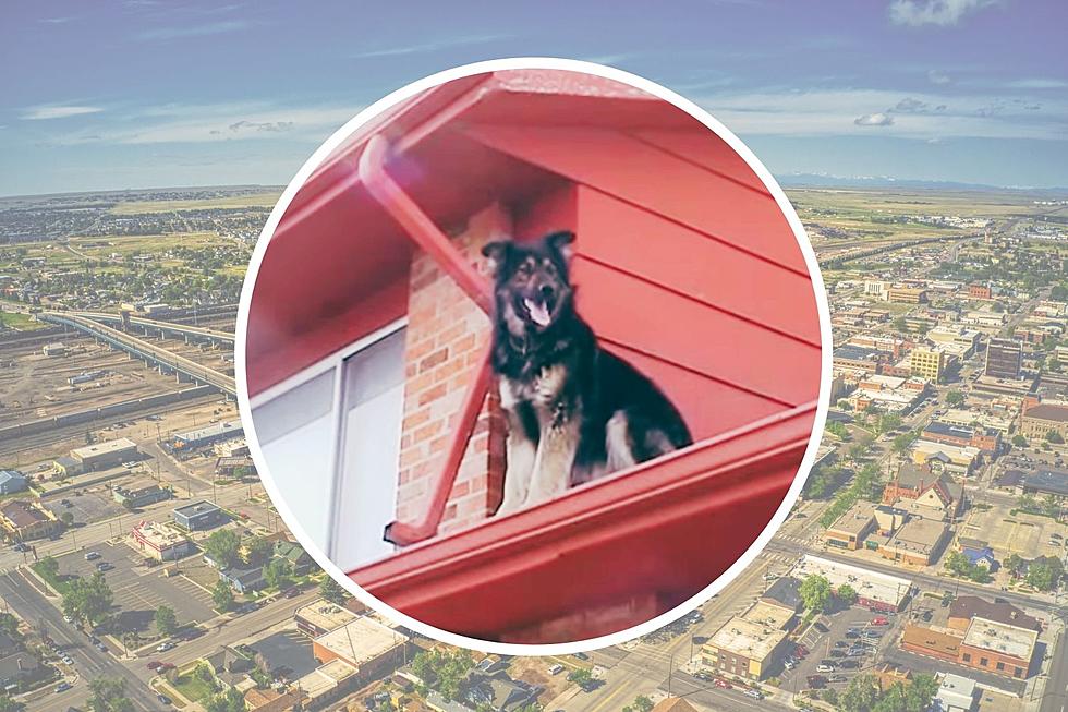 This is the Story of Cheyenne, Wyoming’s Legendary ‘Roof Dog’