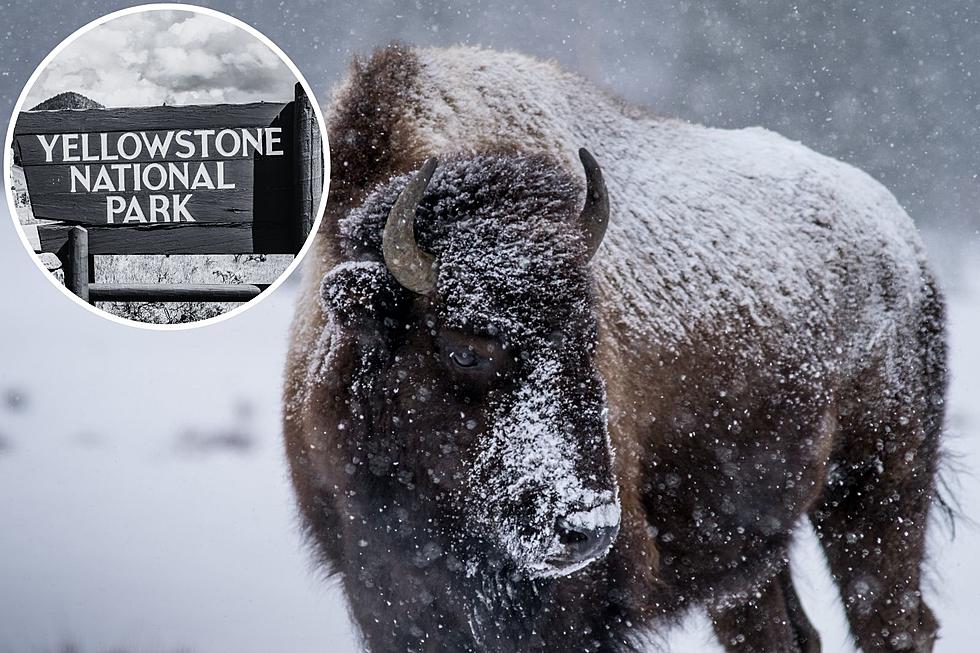 7 Important Tips for Visiting Yellowstone In Winter