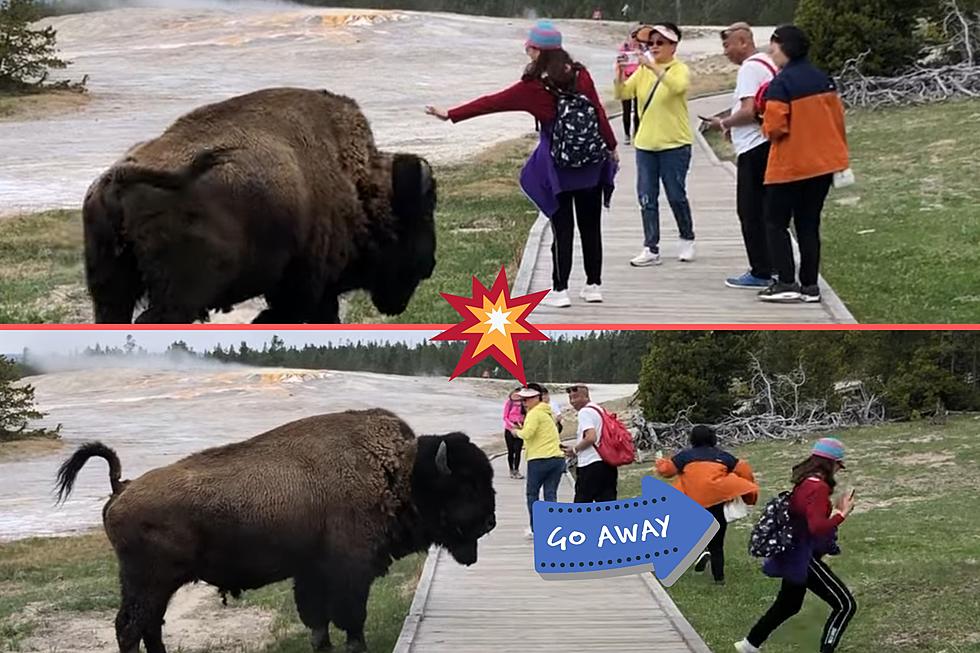 No, This Yellowstone Bison Does NOT Want a Selfie, But Thanks