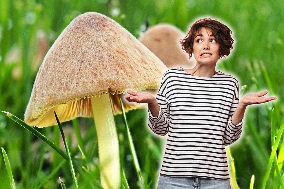 Why Are Mushrooms Invading Wyoming Lawns? Are They Poisonous?