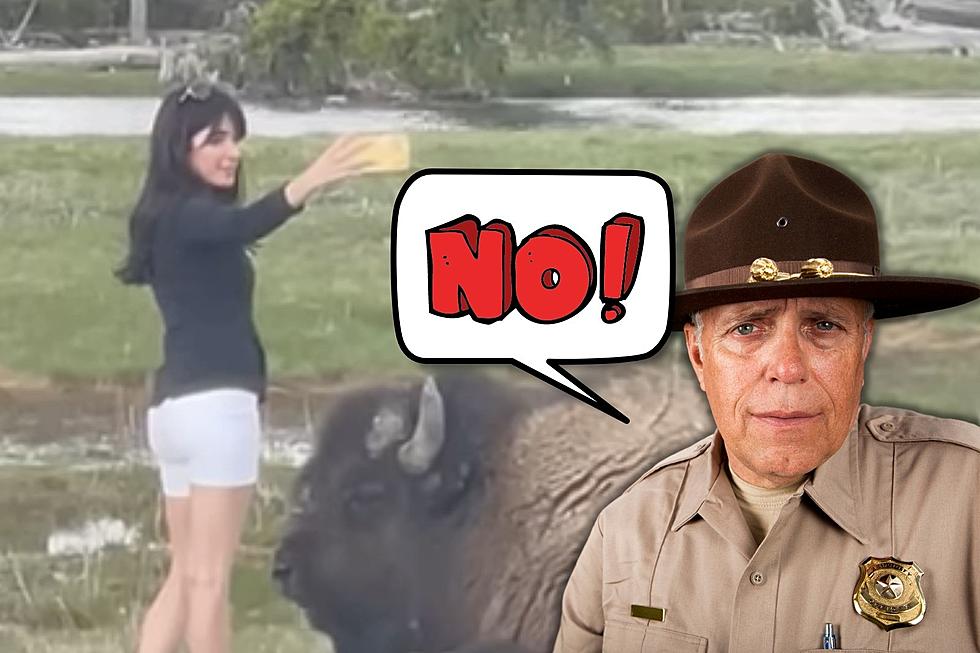 Dear Tourists, NPS Has 3 Simple Rules on Petting Wyoming Wildlife