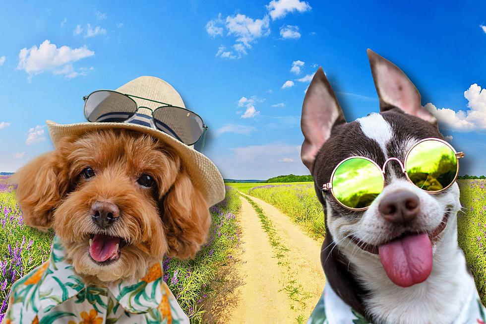It’s The Dog Days of Wyoming Summer…But What Does ‘Dog Days’ Mean?