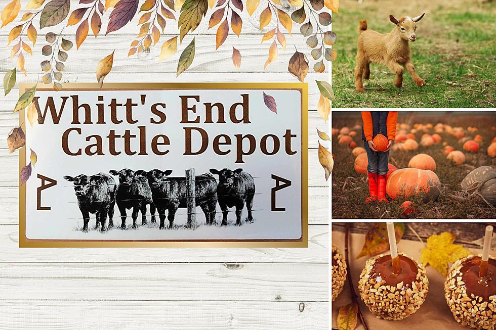 Whitt’s End Fall Fest Gives Cheyenne Pumpkin To Talk About