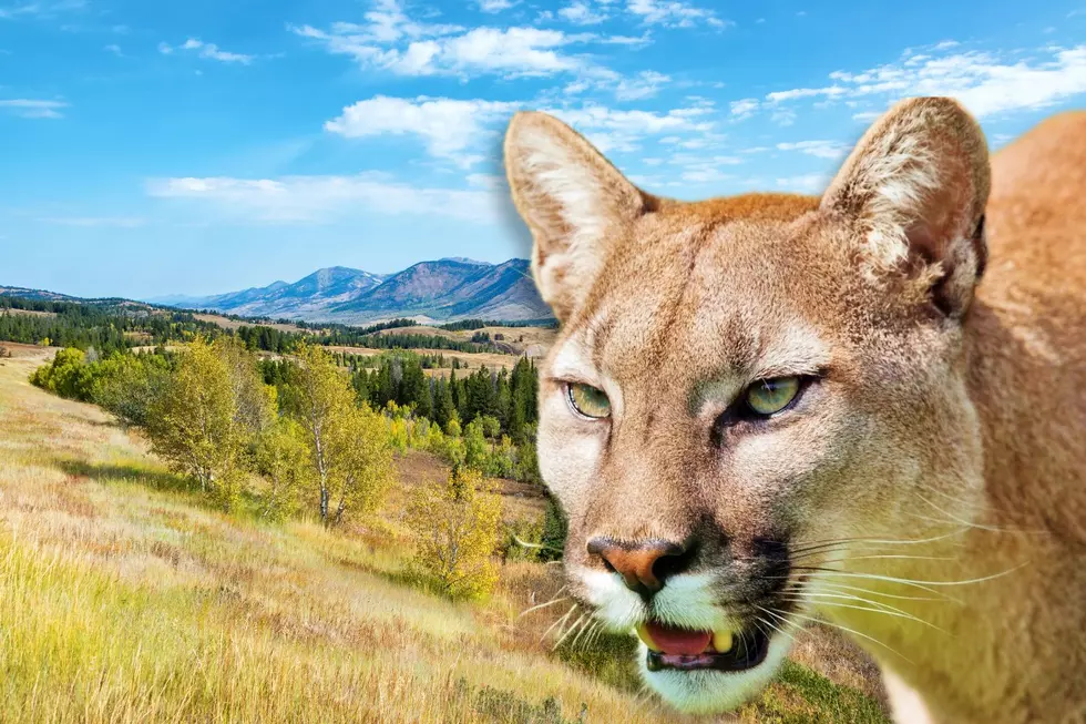 What To Do If You Encounter a Mountain Lion in Wyoming Wilderness
